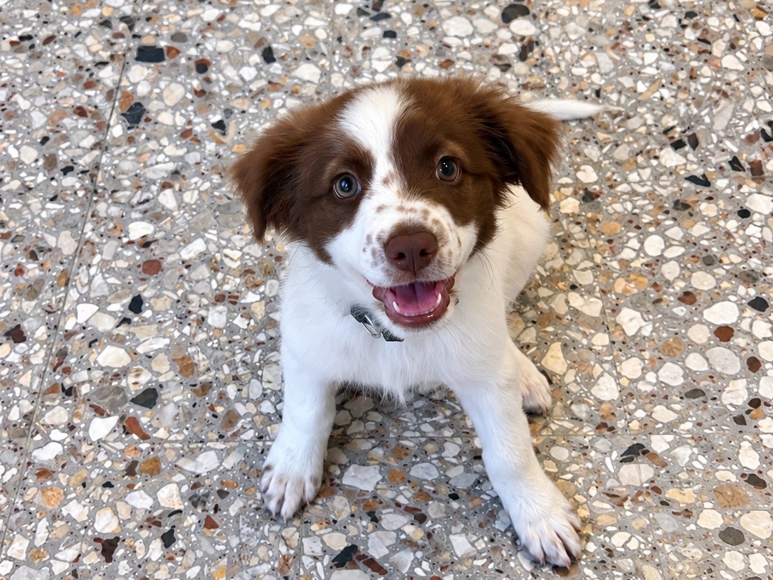 Adotta il cane Williams a Roma