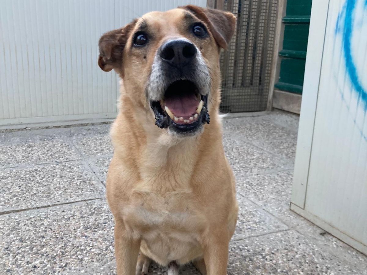 Adotta un cane, maschio, 11 anni e 1 mese, Lecco