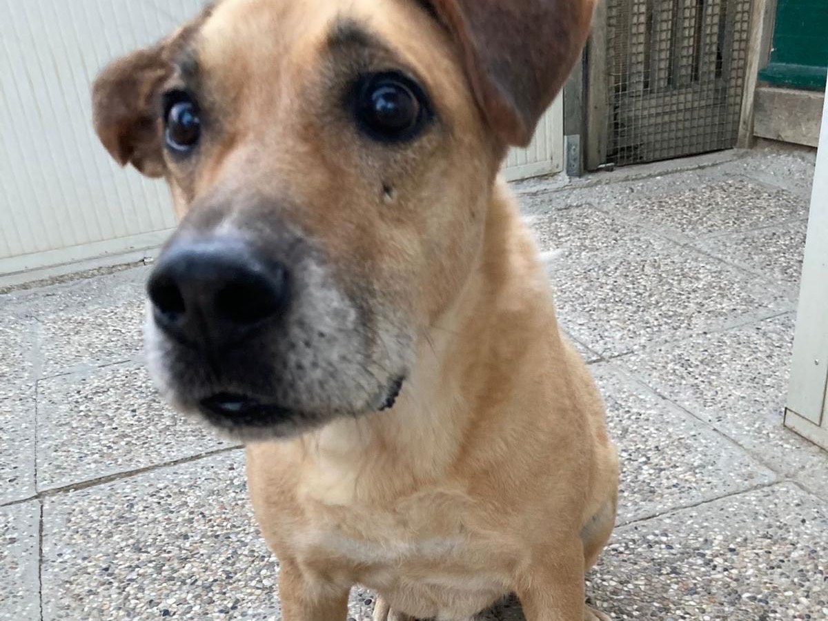 Adotta un cane, taglia media, maschio, Lecco