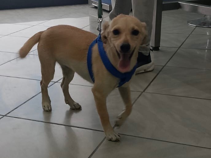 Adozione cane, femmina, Razza sconosciuta Razza sconosciuta, 6 mesi, taglia piccola, Crotone