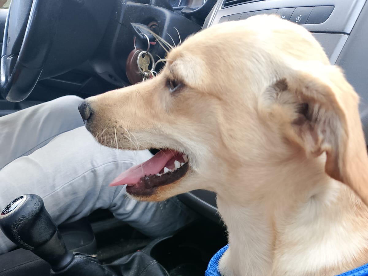 Adotta un cane, femmina, 6 mesi, Crotone