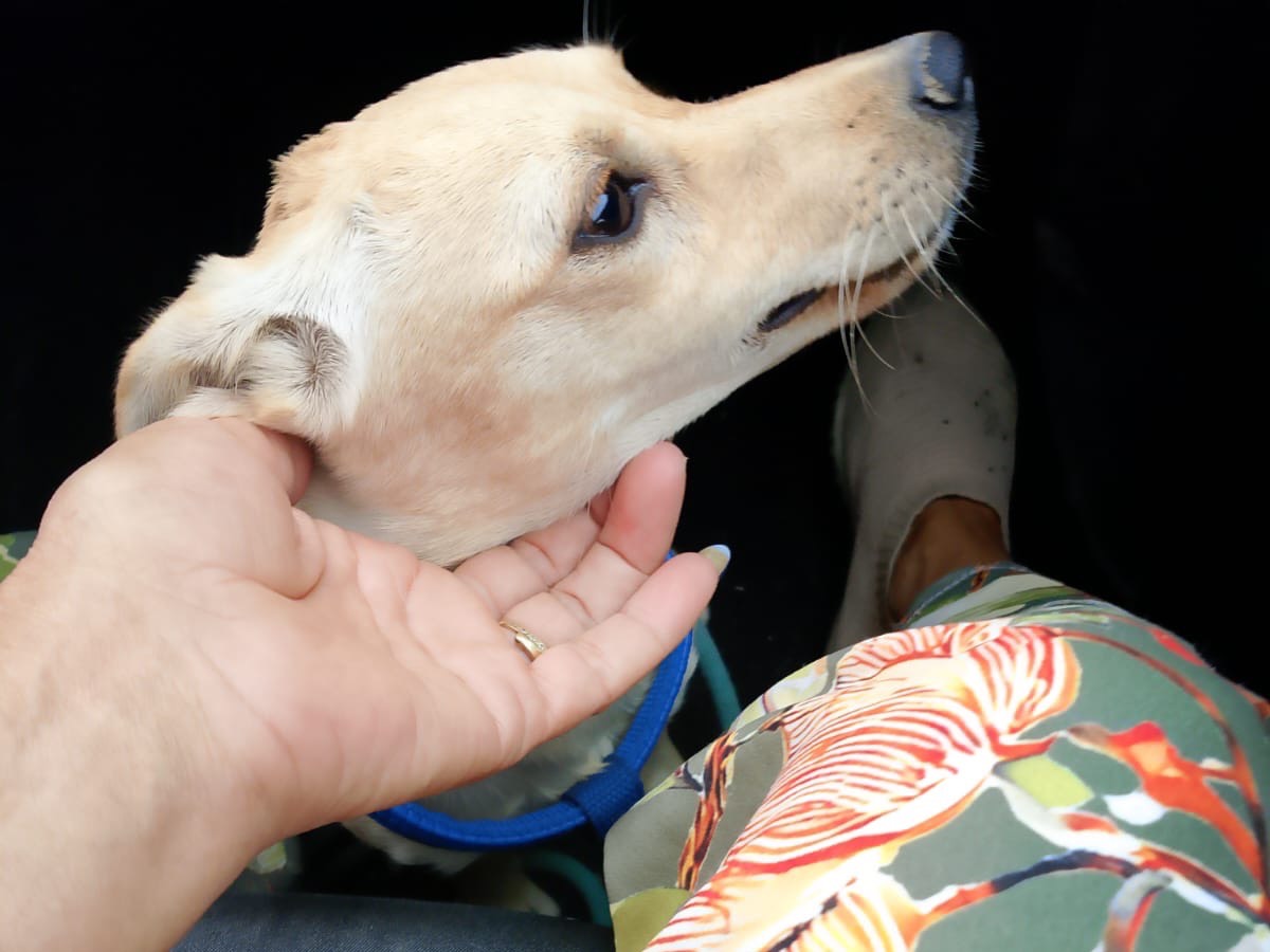 Adotta un cane, taglia piccola, femmina, Crotone
