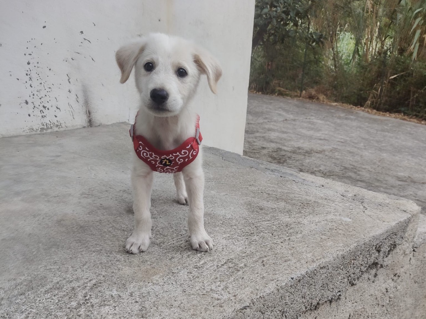 Adozione cane, maschio, Razza sconosciuta Razza sconosciuta, 2 mesi, taglia media, Crotone