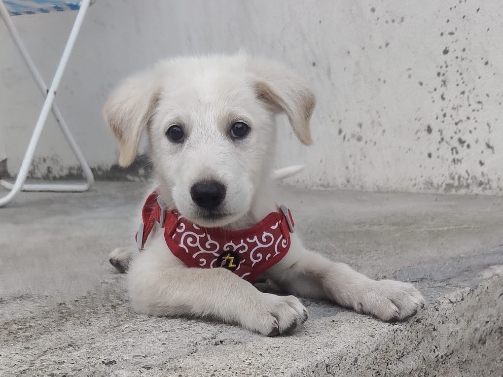 Adotta un cane, maschio, 2 mesi, Crotone