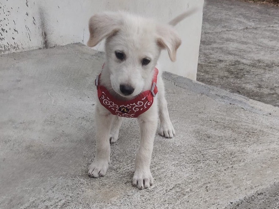 Adotta un cane, taglia media, maschio, Crotone