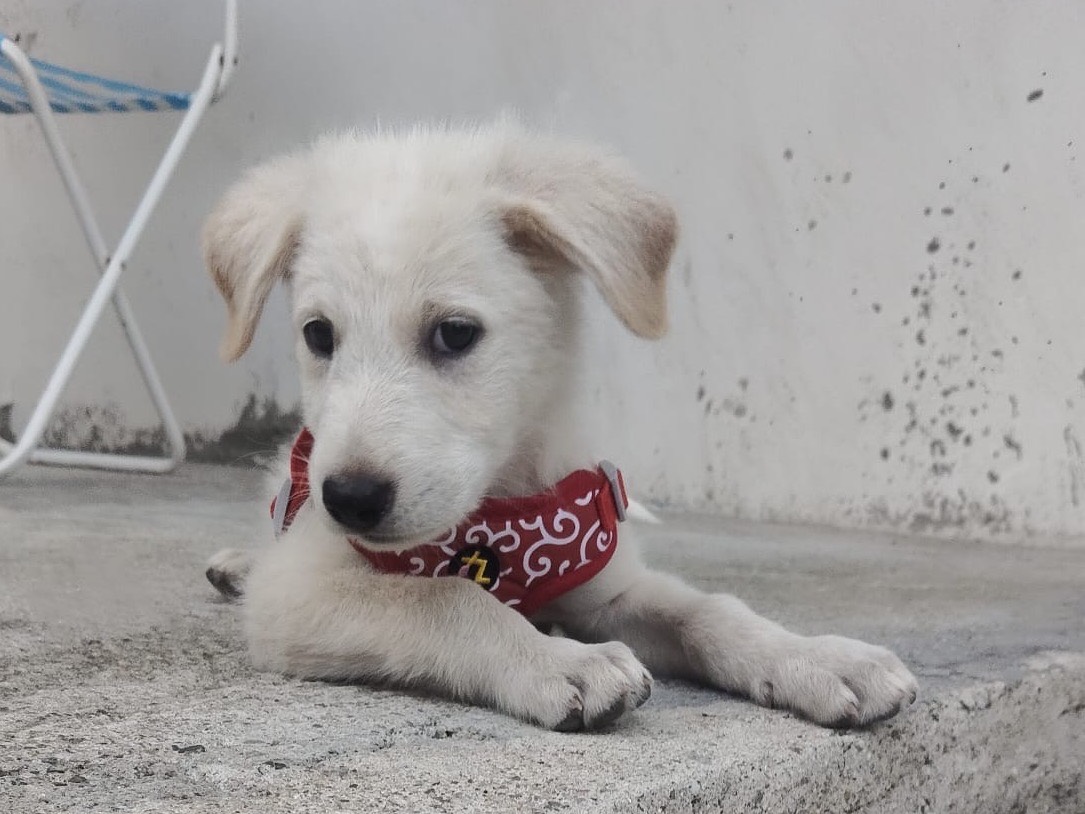 Vuoi adottare un cane a Crotone?