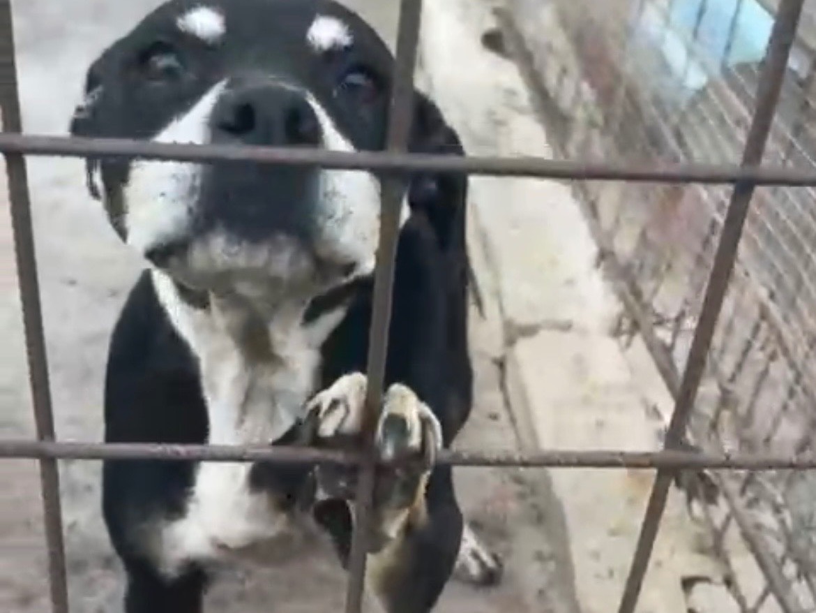 Adotta un cane, femmina, 8 anni e 11 mesi, Siracusa