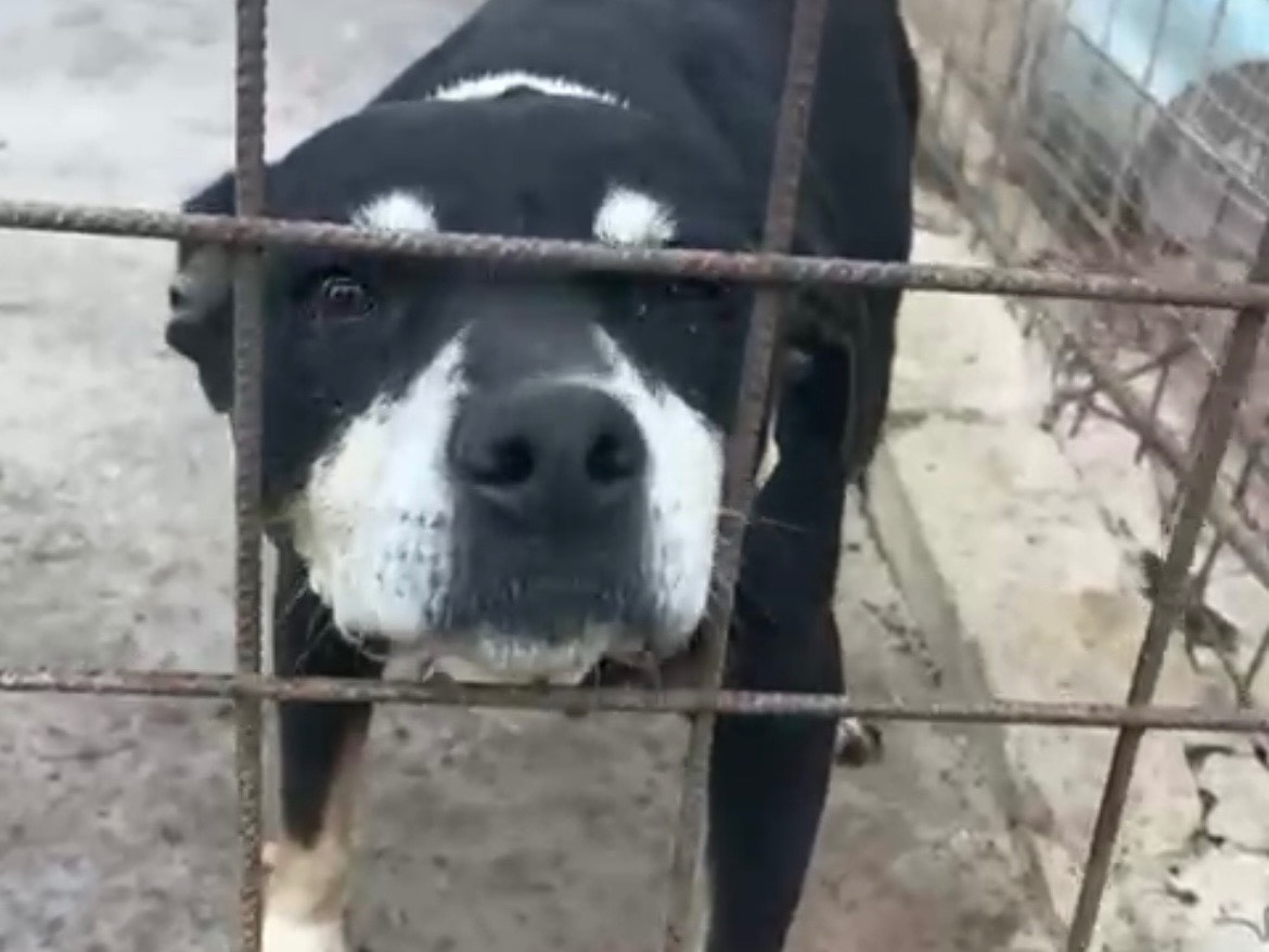 Adotta un cane, taglia media, femmina, Siracusa