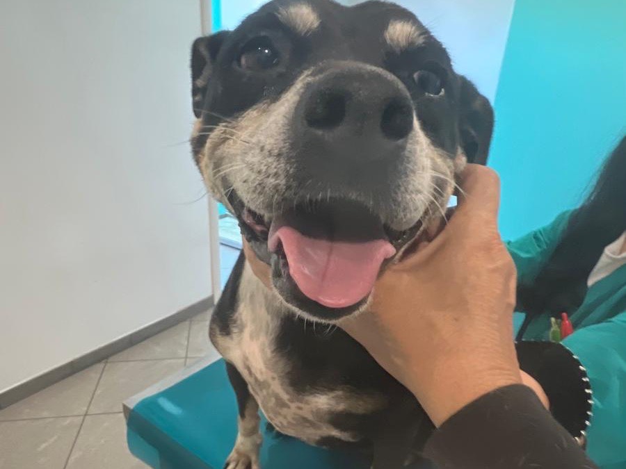 Adozione cane, femmina, Pitbull Amstaff, 8 anni e 11 mesi, taglia media, Siracusa