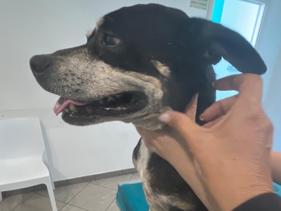 Vuoi adottare un cane a Siracusa?