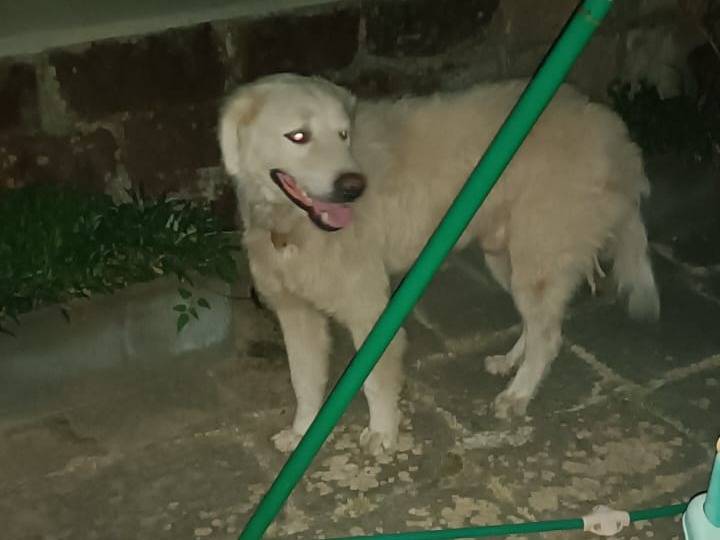 Adotta un cane, maschio, 2 anni e 4 mesi, Caserta