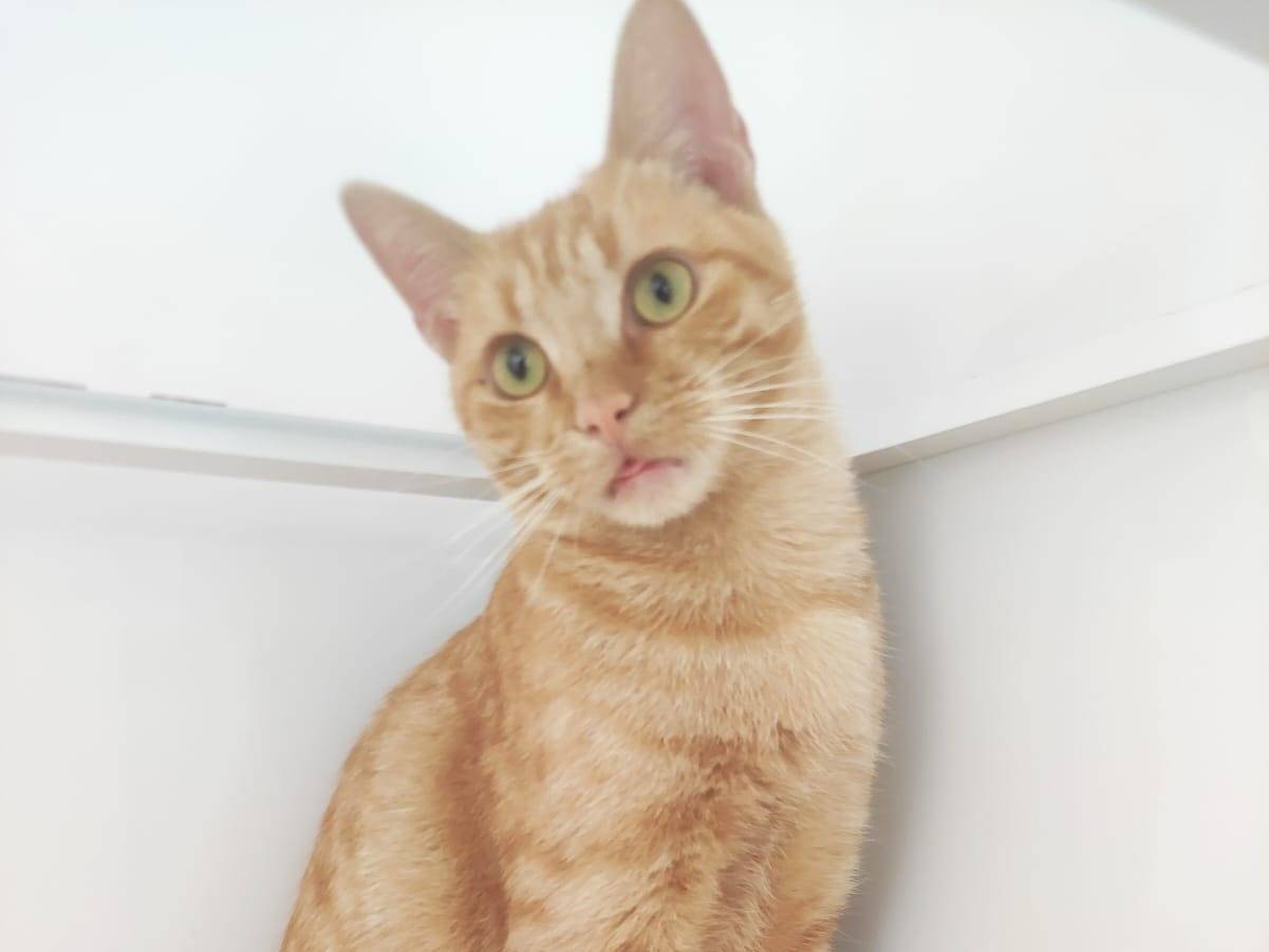 Adozione gatto, maschio, Razza sconosciuta Razza sconosciuta, 1 anno e 1 mese, taglia non valida, Bari