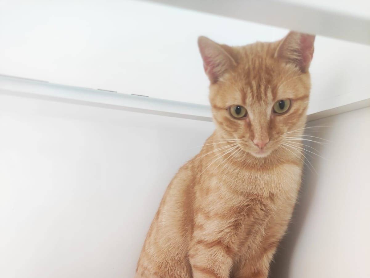 Adotta un gatto, maschio, 1 anno e 1 mese, Bari