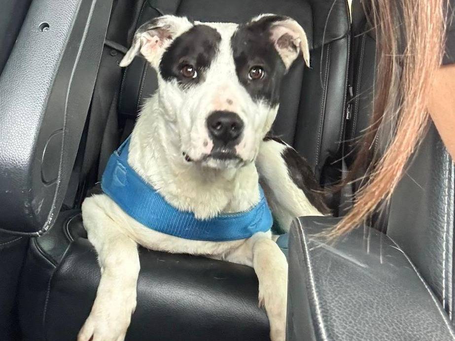 Adozione cane, maschio, Razza sconosciuta Razza sconosciuta, 1 anno e 2 mesi, taglia media, Chieti