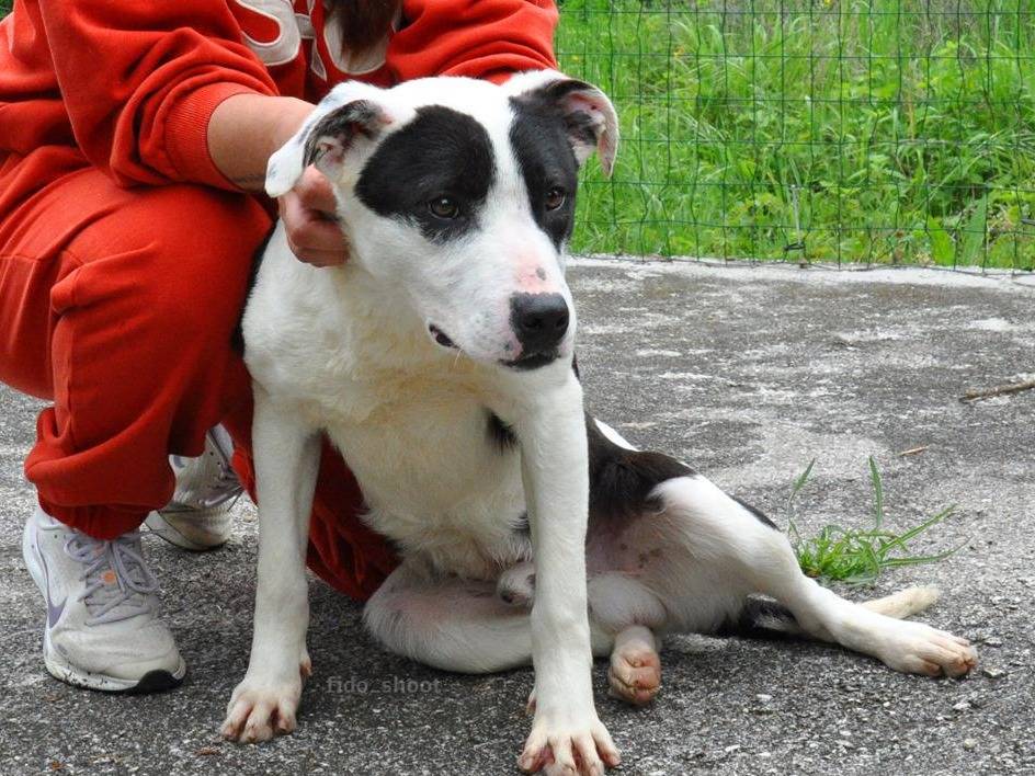 Adotta un cane, maschio, 1 anno e 2 mesi, Chieti