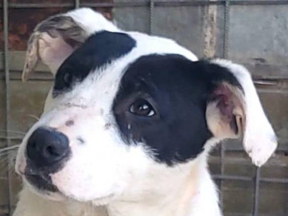 Adotta un cane, taglia media, maschio, Chieti