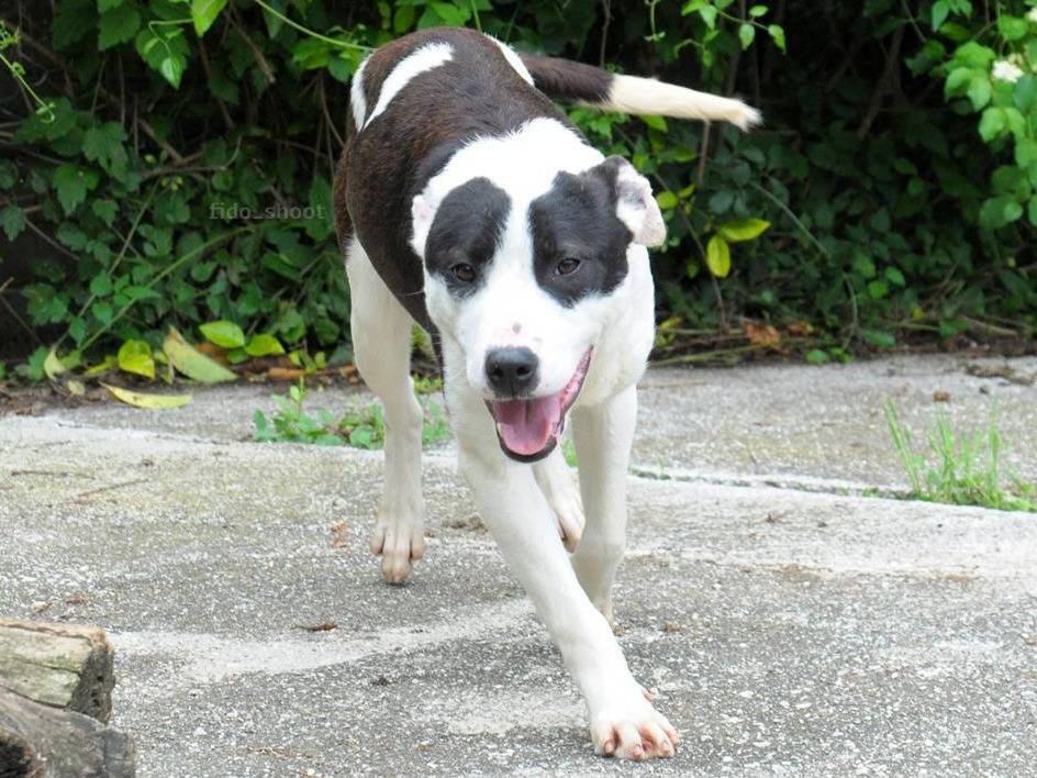 Vuoi adottare un cane a Chieti?