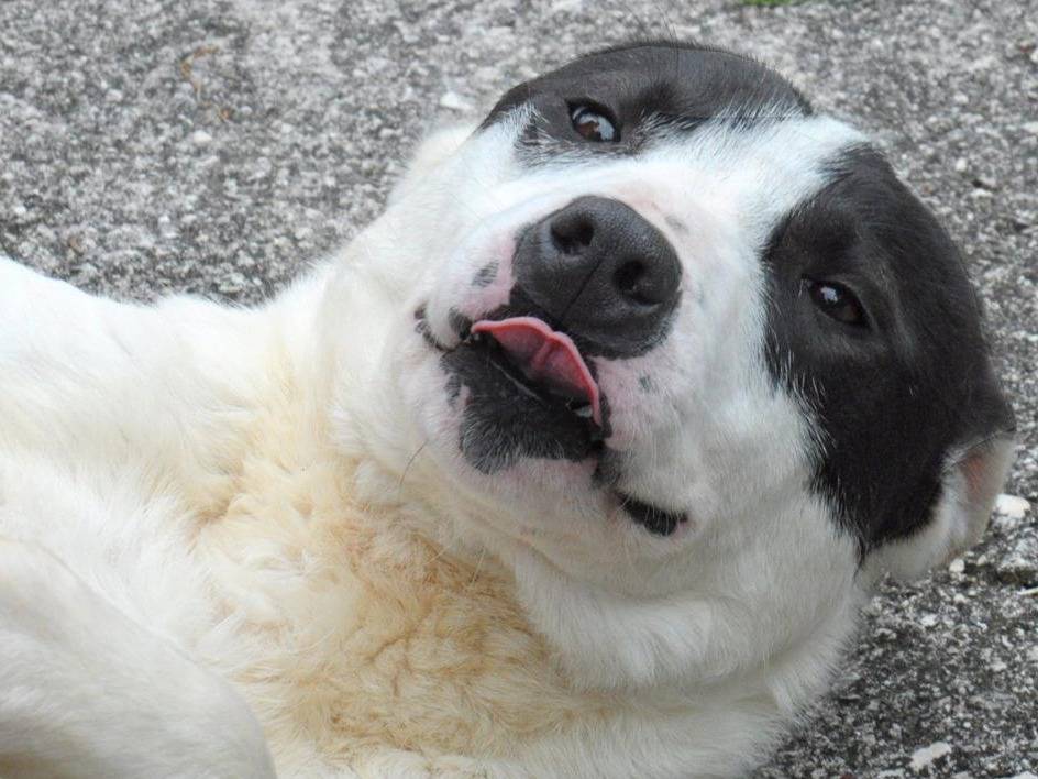 Adotta il cane NINO a Chieti