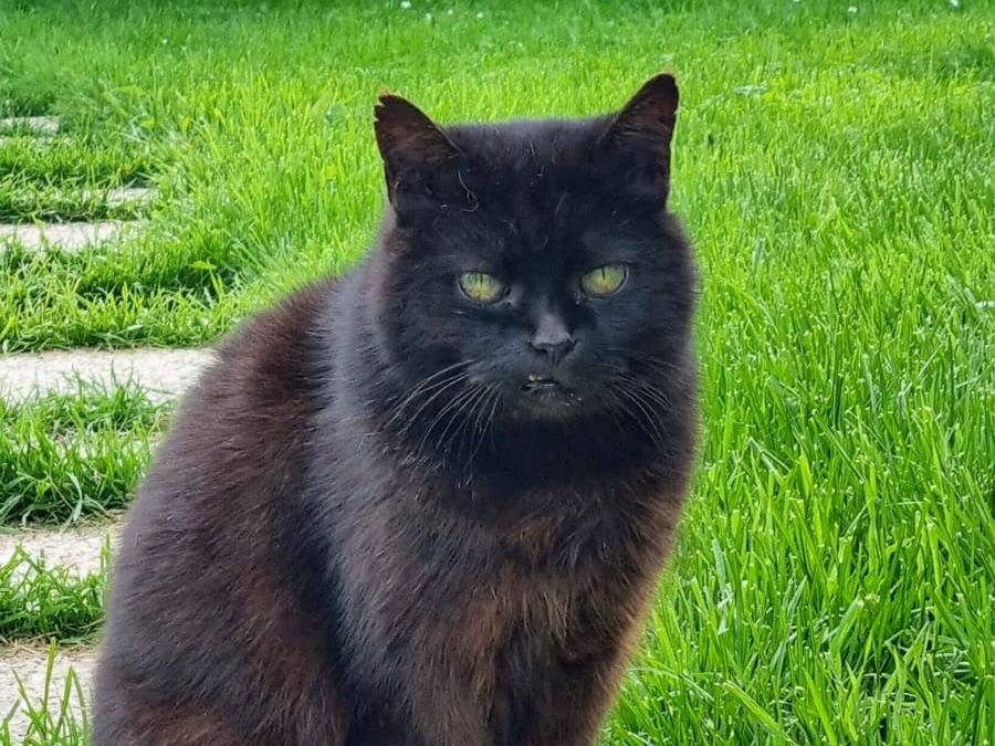 Adozione gatto, femmina, Razza sconosciuta Razza sconosciuta, 15 anni, taglia non valida, Torino