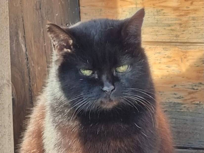 Adotta un gatto, femmina, 15 anni, Torino