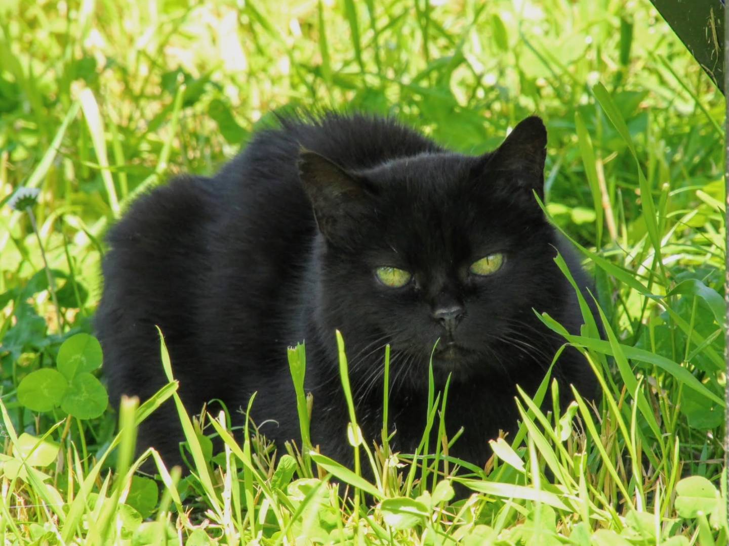 Adotta un gatto, taglia non valida, femmina, Torino