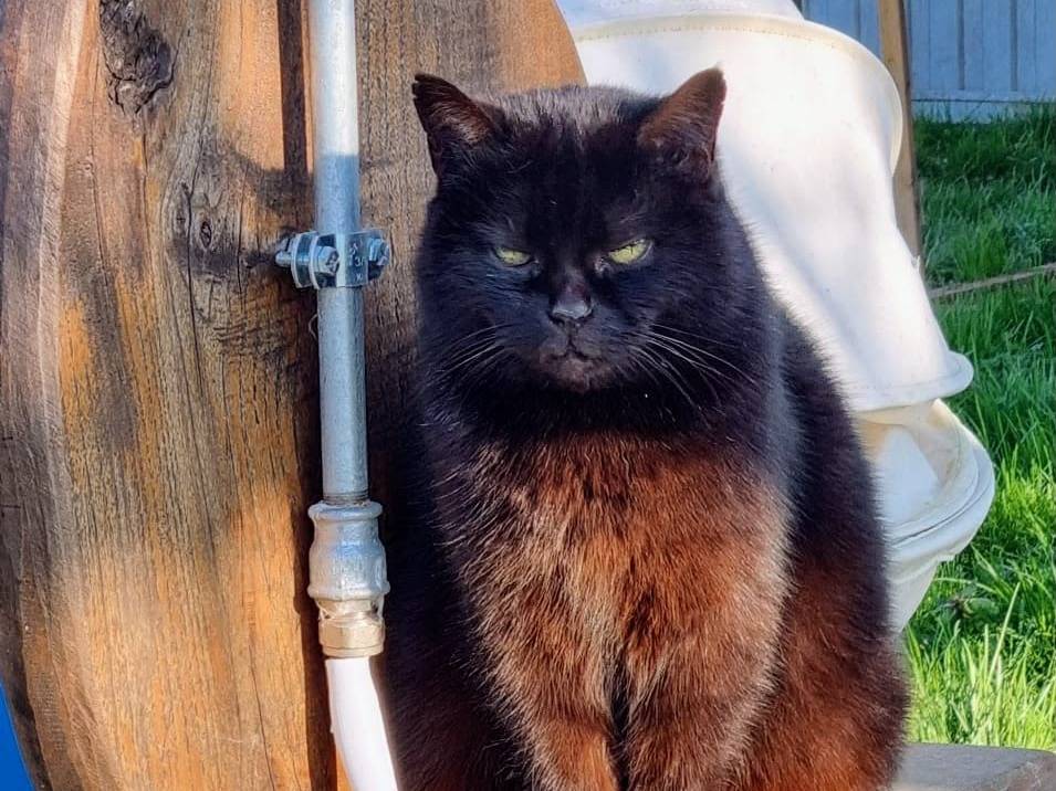 Vuoi adottare un gatto a Torino?