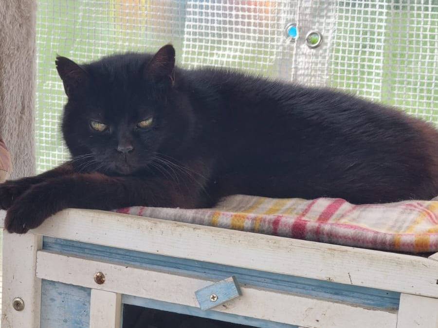 Adotta il gatto Nonna Abelarda a Torino