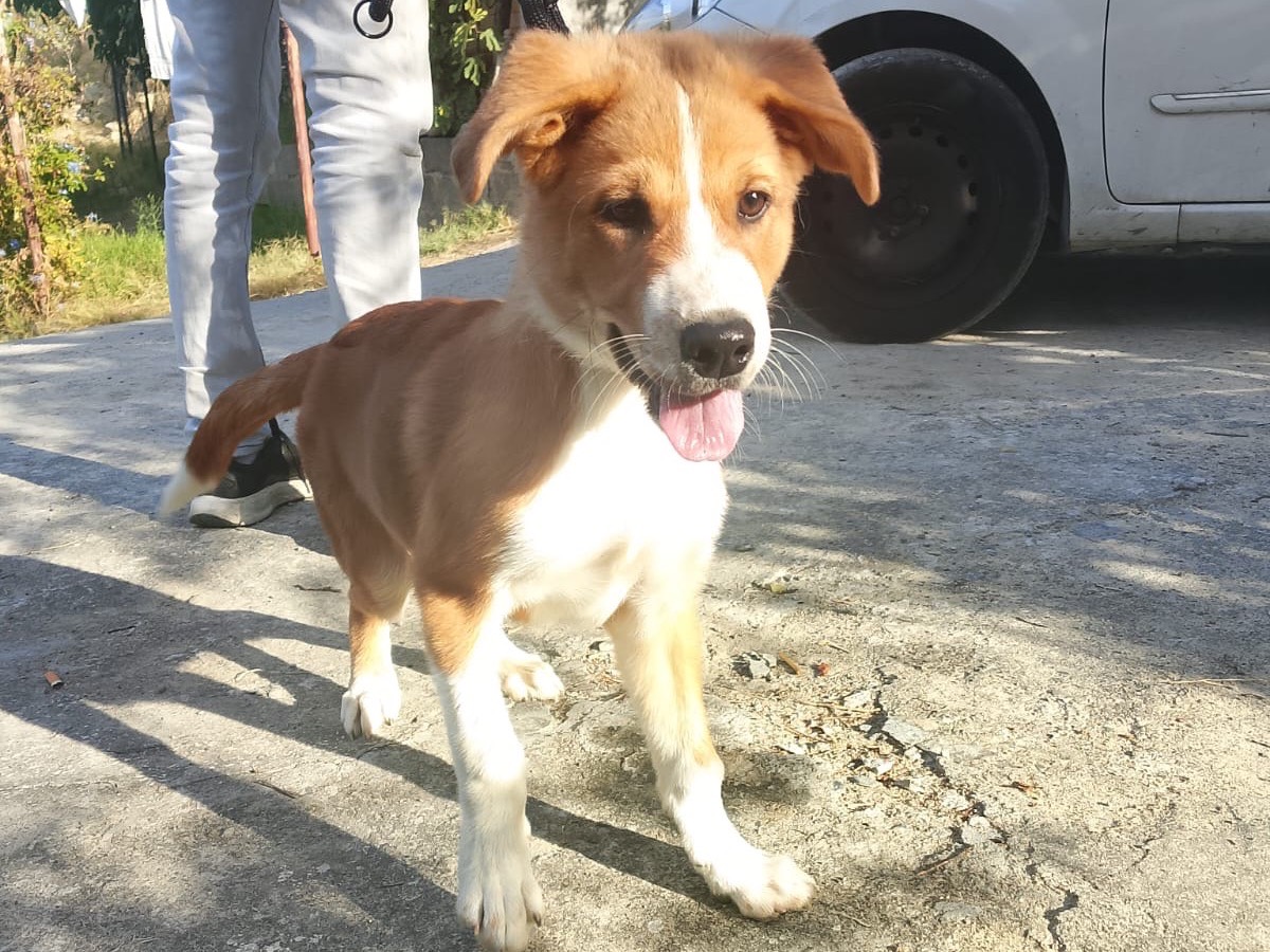 Adozione cane, maschio, Razza sconosciuta Razza sconosciuta, 4 mesi, taglia media, Crotone