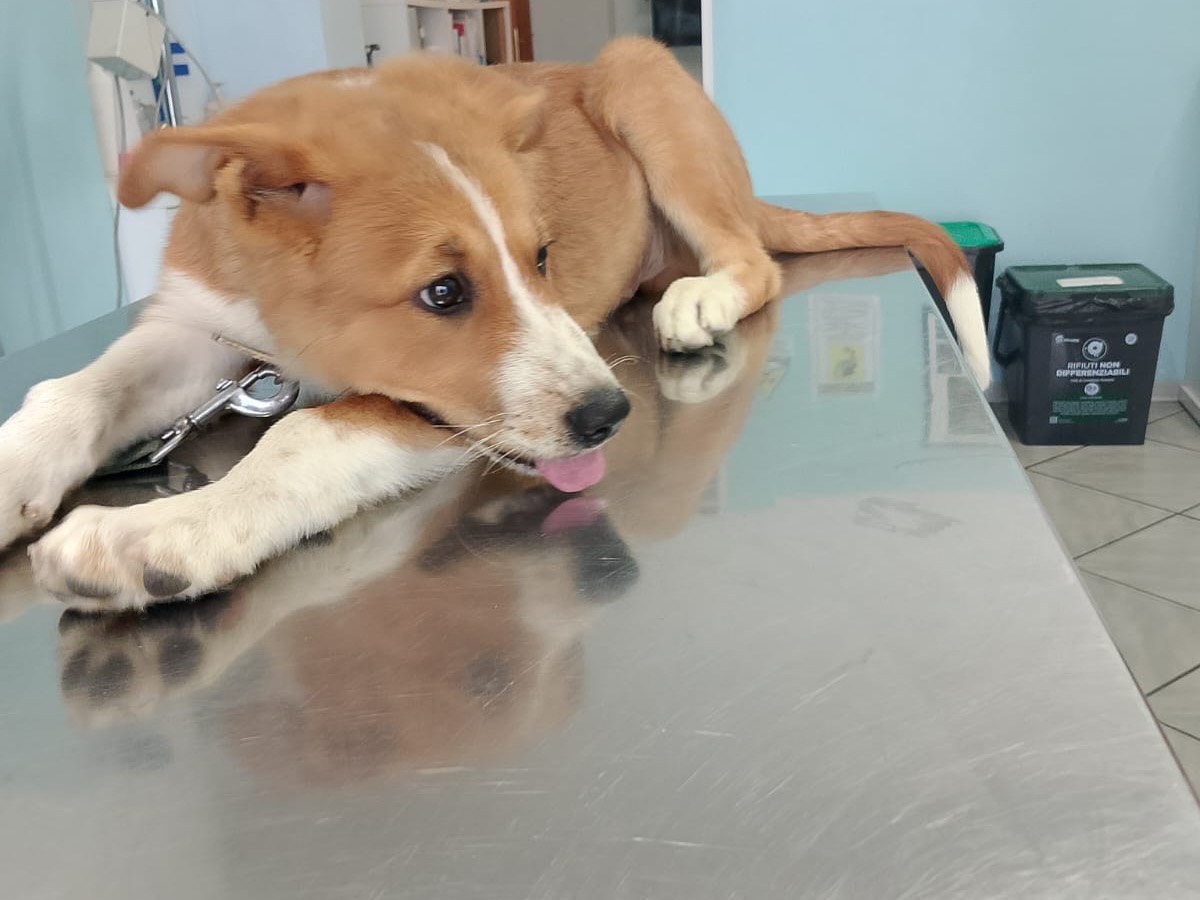 Adotta un cane, maschio, 4 mesi, Crotone