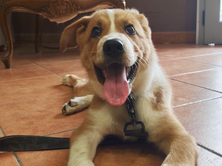 Adotta un cane, taglia media, maschio, Crotone