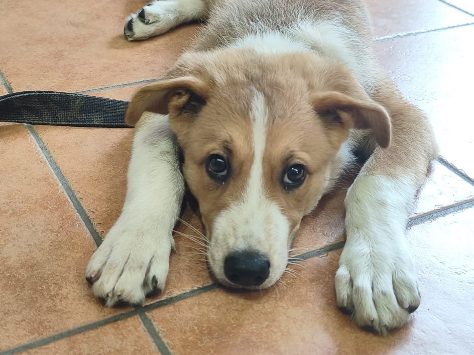 Vuoi adottare un cane a Crotone?