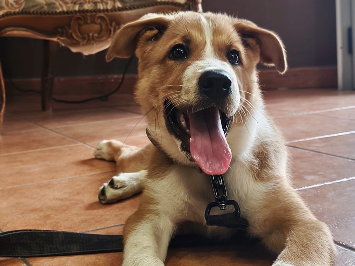 Adotta il cane ENEA a Crotone