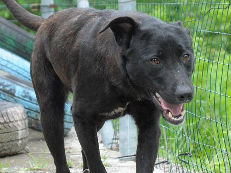 Adotta un cane, femmina, 1 anno e 2 mesi, Chieti