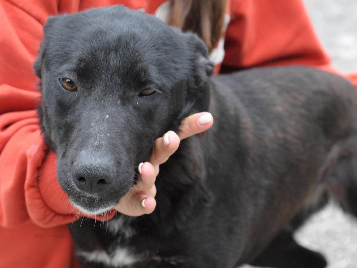 Adozione cane, femmina, Razza sconosciuta Razza sconosciuta, 1 anno e 2 mesi, taglia media, Chieti