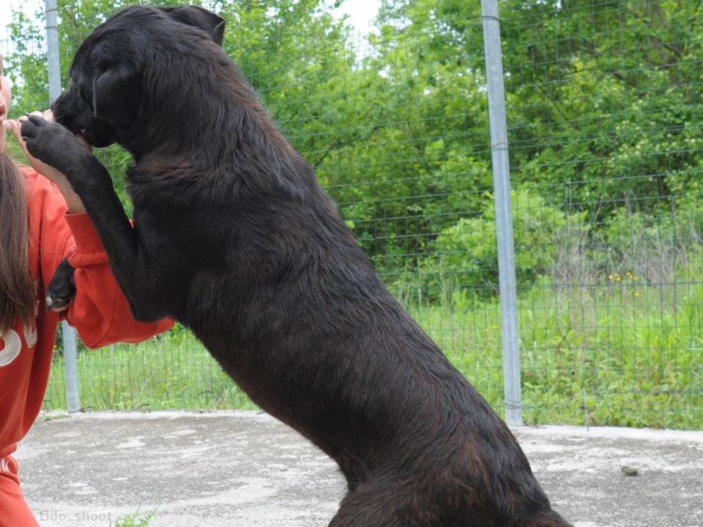 Adotta un cane, taglia media, femmina, Chieti