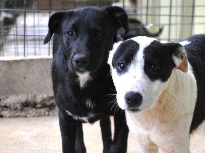 Vuoi adottare un cane a Chieti?
