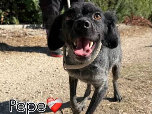 Adozione cane, maschio, Breton Razza sconosciuta, 8 mesi, taglia media contenuta, Matera
