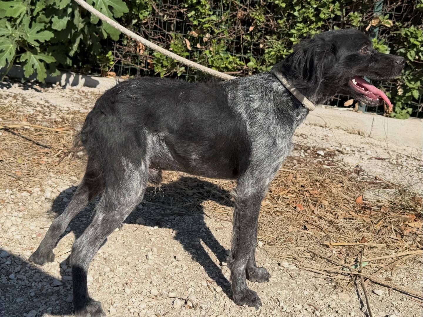 Adotta un cane, maschio, 8 mesi, Matera