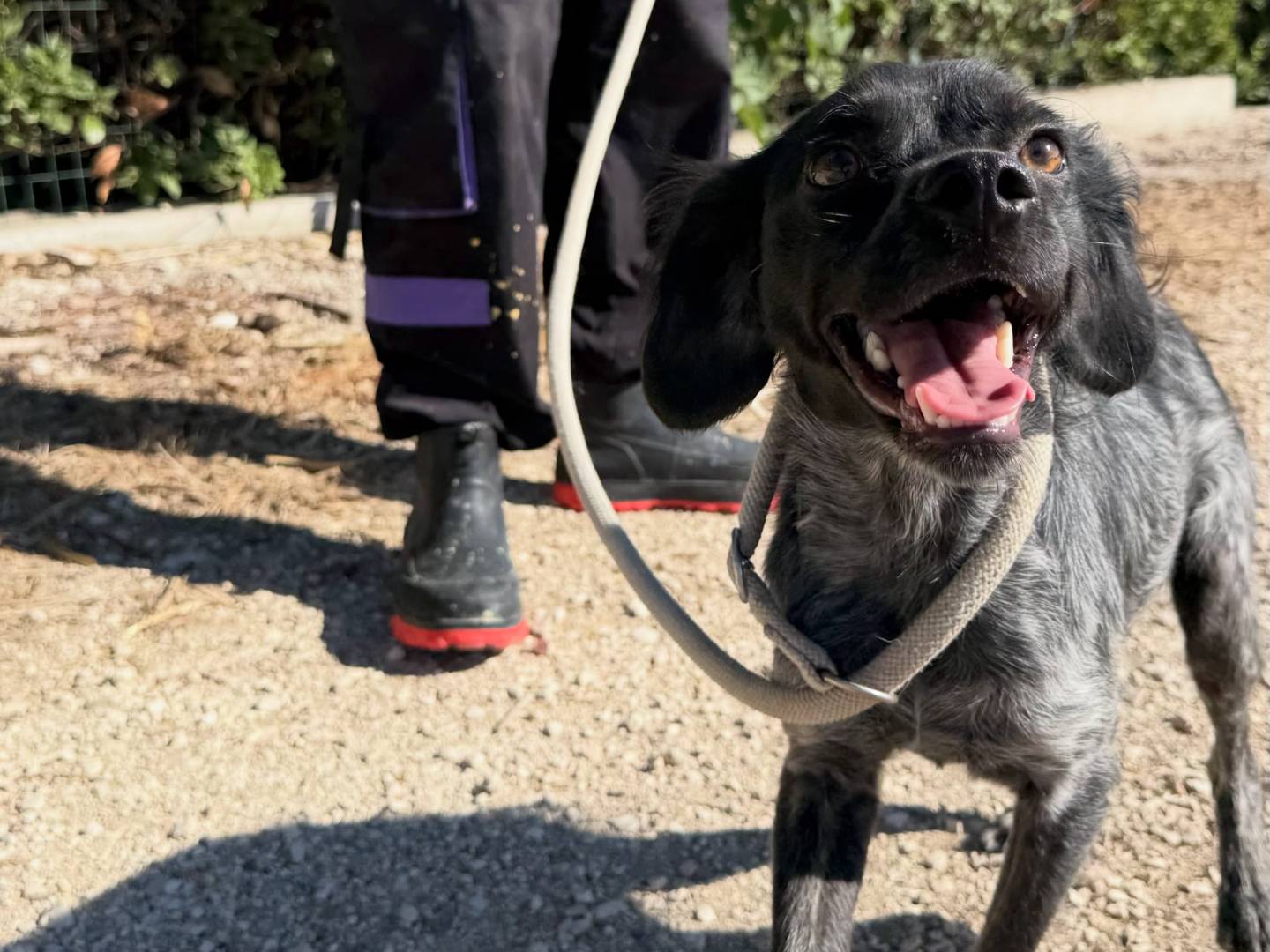 Adotta un cane, taglia media contenuta, maschio, Matera