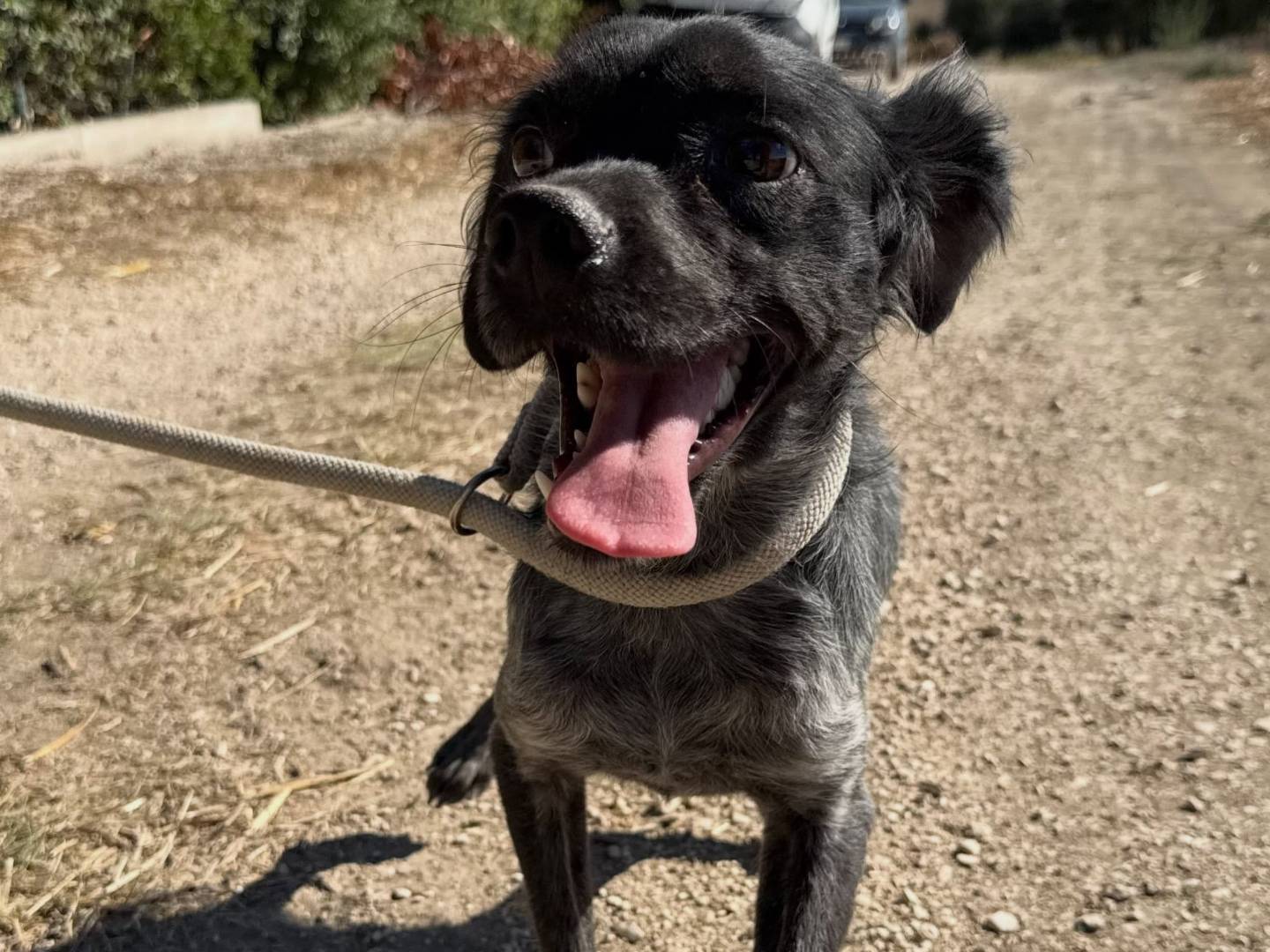 Vuoi adottare un cane a Matera?