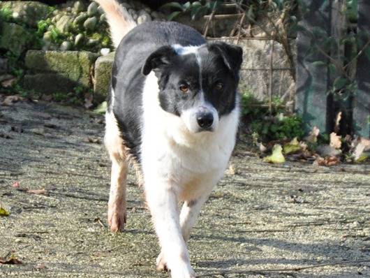 Adotta un cane, femmina, 10 anni e 8 mesi, Chieti