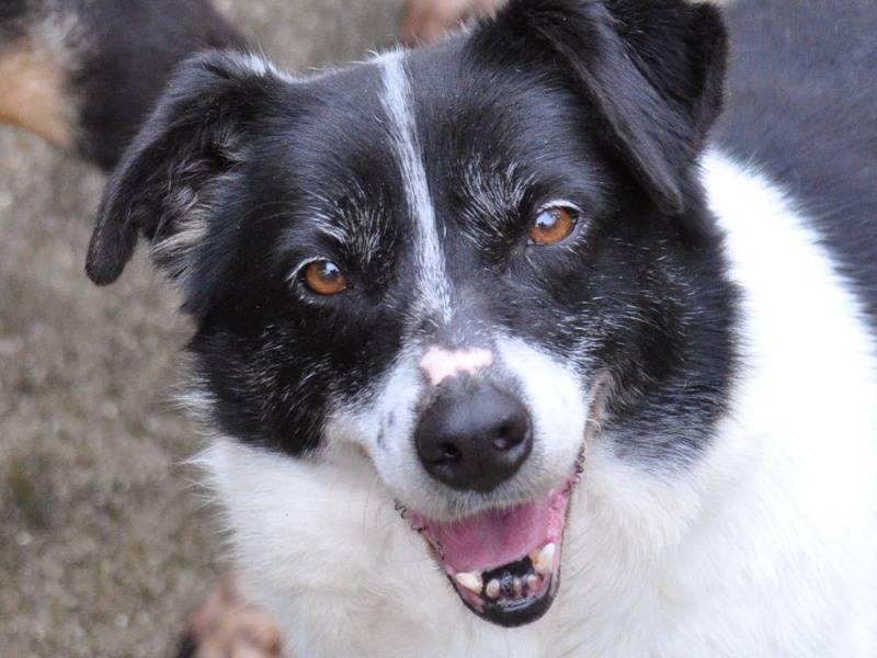 Adozione cane, femmina, Razza sconosciuta Razza sconosciuta, 10 anni e 8 mesi, taglia media, Chieti