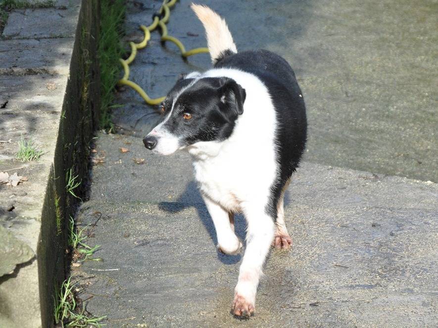 Adotta un cane, taglia media, femmina, Chieti