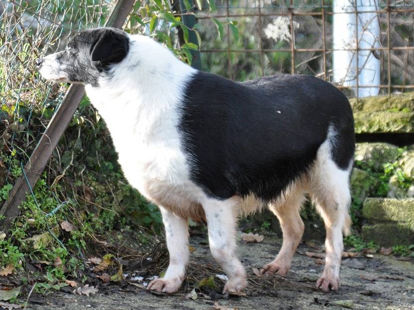 Vuoi adottare un cane a Chieti?