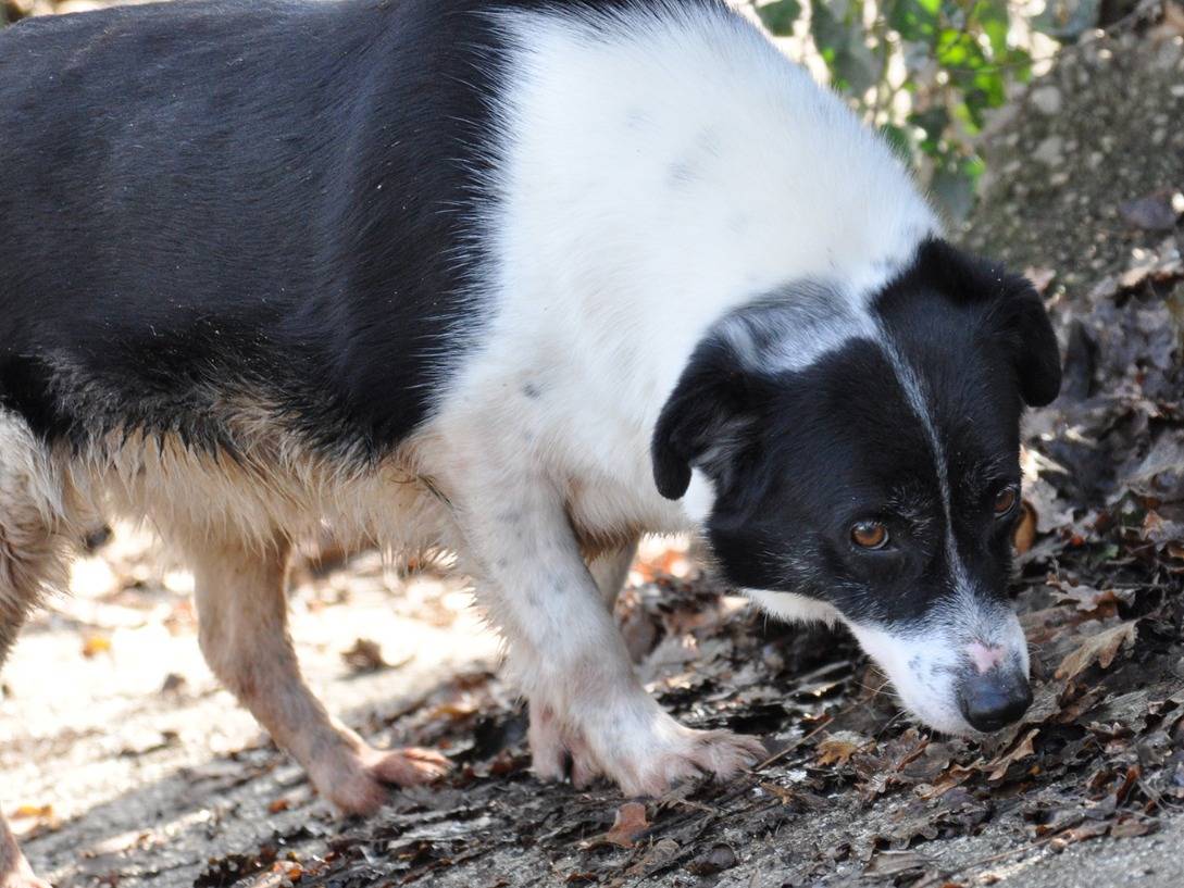 Adotta il cane DALMA a Chieti