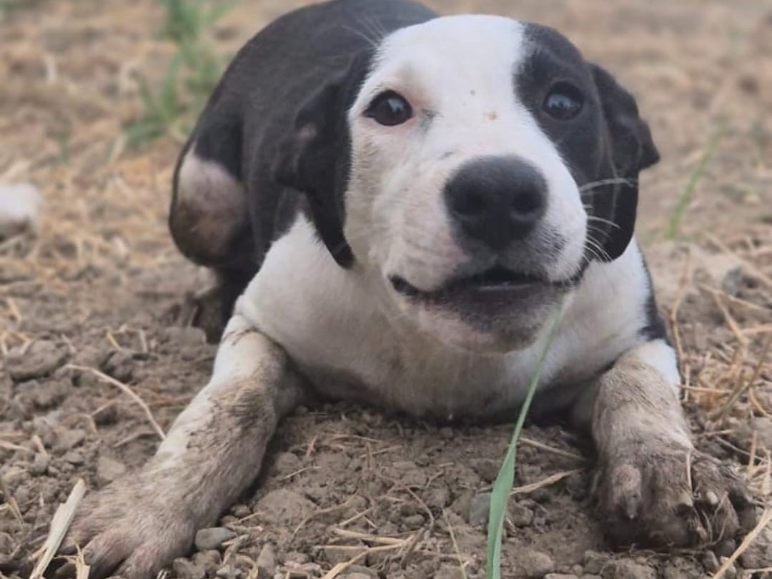 Adozione cane, femmina, Razza sconosciuta Razza sconosciuta, 3 mesi, taglia media, Crotone
