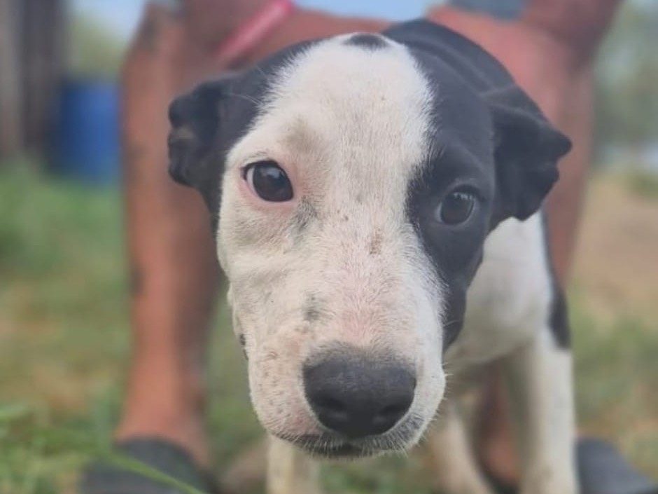 Adotta un cane, femmina, 3 mesi, Crotone