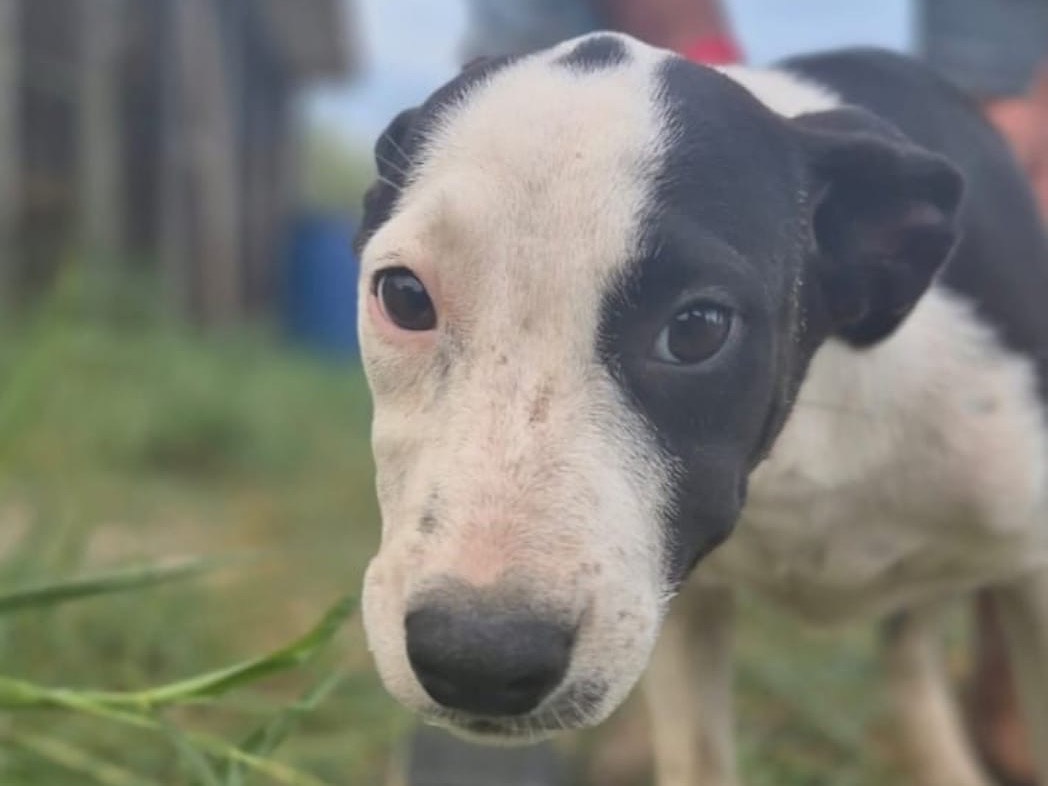 Adotta un cane, taglia media, femmina, Crotone