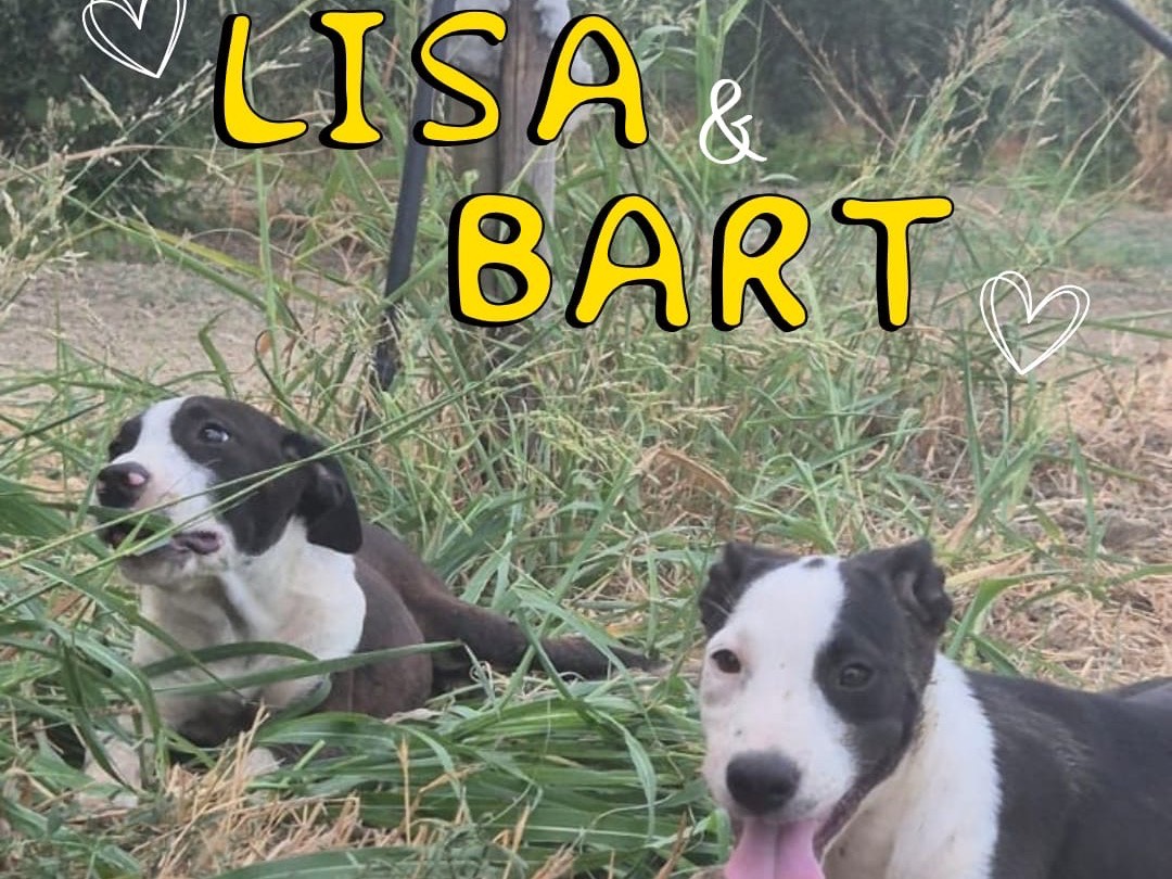 Vuoi adottare un cane a Crotone?
