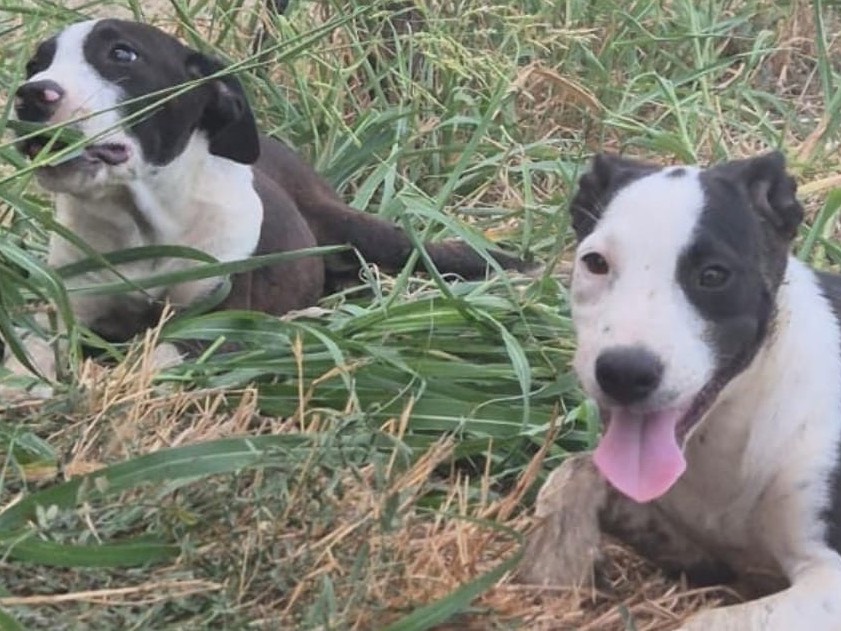 Adotta il cane Lisa  a Crotone